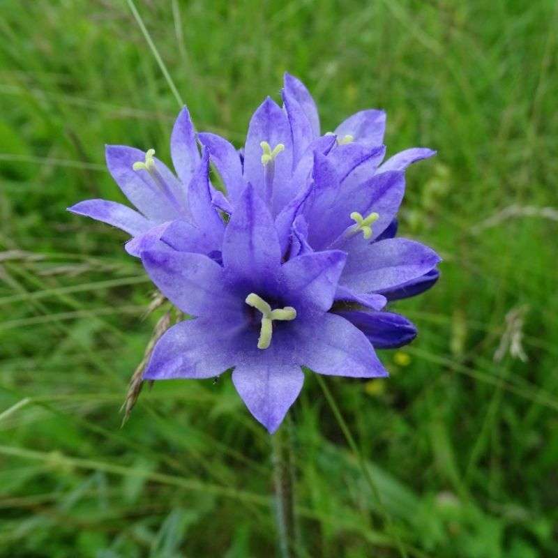 Borstige Glockenblume (Campanula cervicaria), (c) Vlado Trulík Borstige Glockenblume (Campanula cervicaria), (c) Vlado Trulík