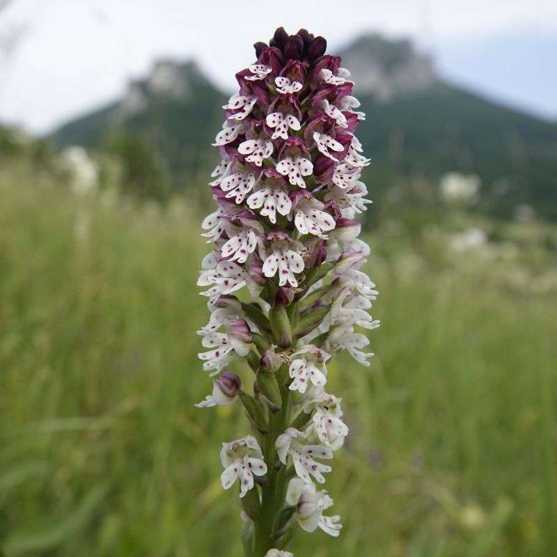 Brand-Knabenkraut (Neotinea ustulata), (c) Vlado Trulík Brand-Knabenkraut (Neotinea ustulata), (c) Vlado Trulík