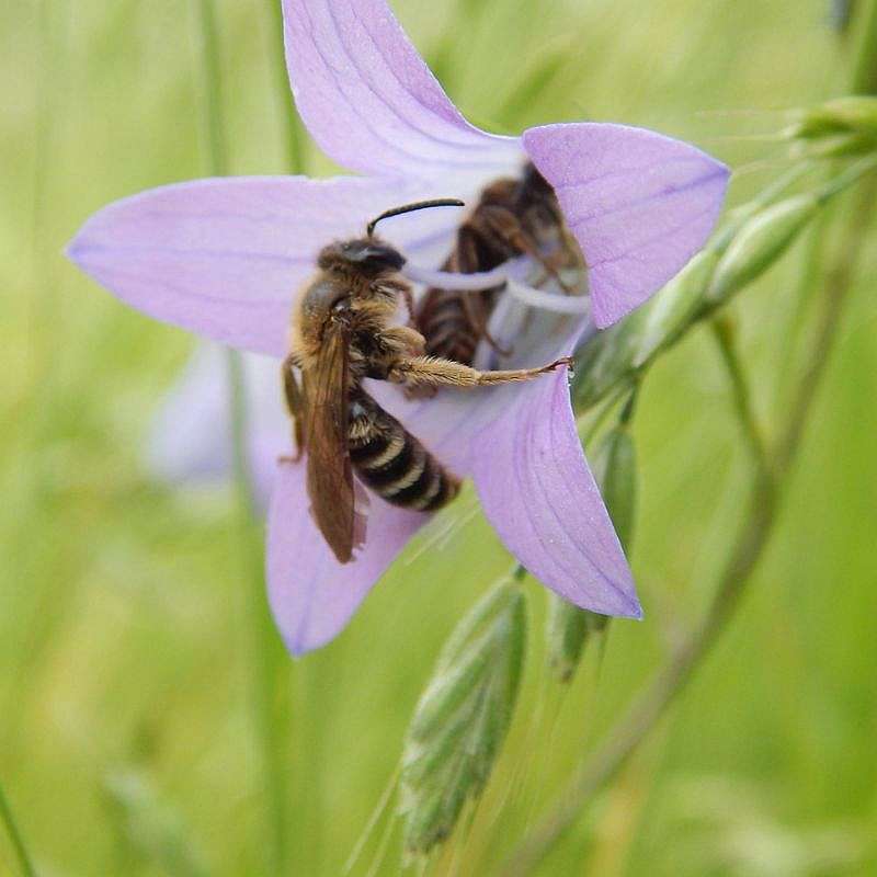 Braunschuppige Sandbiene (Andrena curvungula), (c) Dr. Tim Mattern/NABU-naturgucker.de Braunschuppige Sandbiene (Andrena curvungula), (c) Dr. Tim Mattern/NABU-naturgucker.de