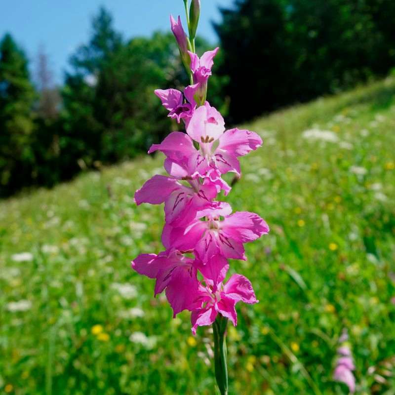 Dachziegelige Siegwurz (Gladiolus imbricatus), (c) Vlado Trulík Dachziegelige Siegwurz (Gladiolus imbricatus), (c) Vlado Trulík