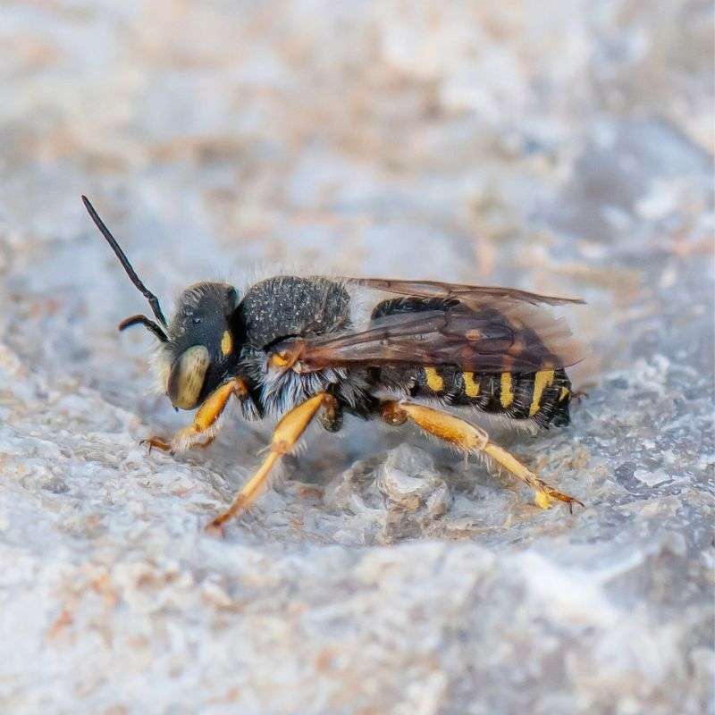 Felsspalten-Wollbiene (Anthidium oblongatum), (c) Martin Herbst/NABU-naturgucker.de Felsspalten-Wollbiene (Anthidium oblongatum), (c) Martin Herbst/NABU-naturgucker.de