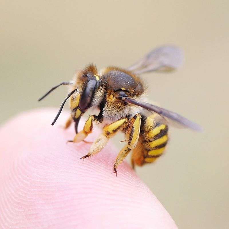 Garten-Wollbiene (Anthidium manicatum), (c) Jürgen Seibel/NABU-naturgucker.de Garten-Wollbiene (Anthidium manicatum), (c) Jürgen Seibel/NABU-naturgucker.de