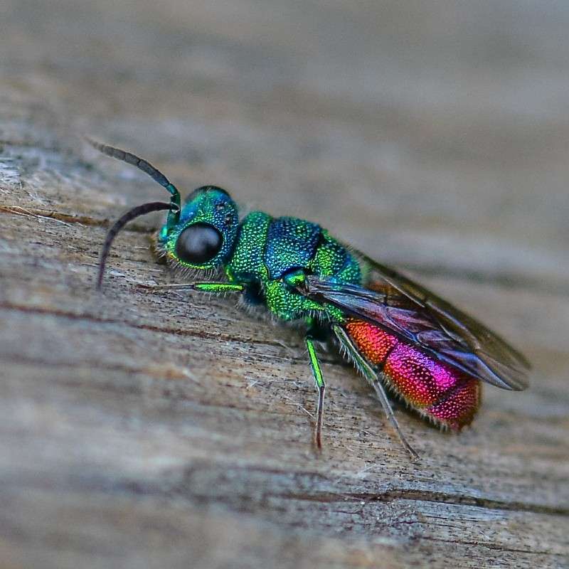 Gewöhnliche Goldwespe (Chrysis ignita), (c) Peter Reus/NABU-naturgucker.de Gewöhnliche Goldwespe (Chrysis ignita), (c) Peter Reus/NABU-naturgucker.de