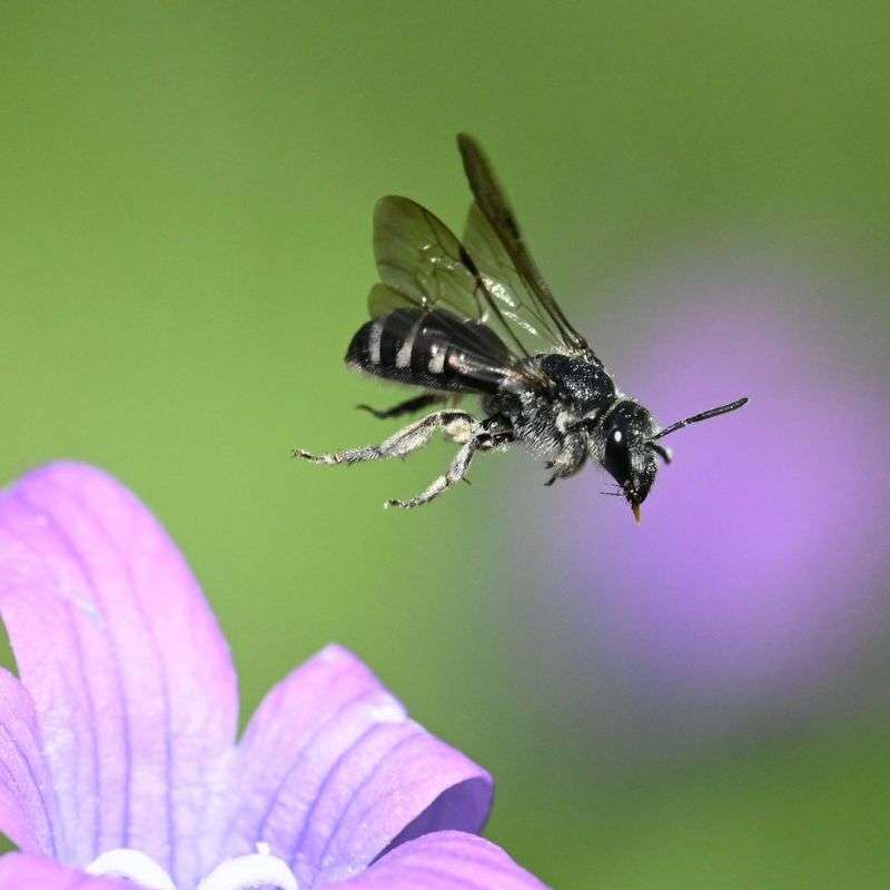 Glockenblumen-Scherenbiene (Chelostoma rapunculi), (c) Randolf Seitz/NABU-naturgucker.de Glockenblumen-Scherenbiene (Chelostoma rapunculi), (c) Randolf Seitz/NABU-naturgucker.de