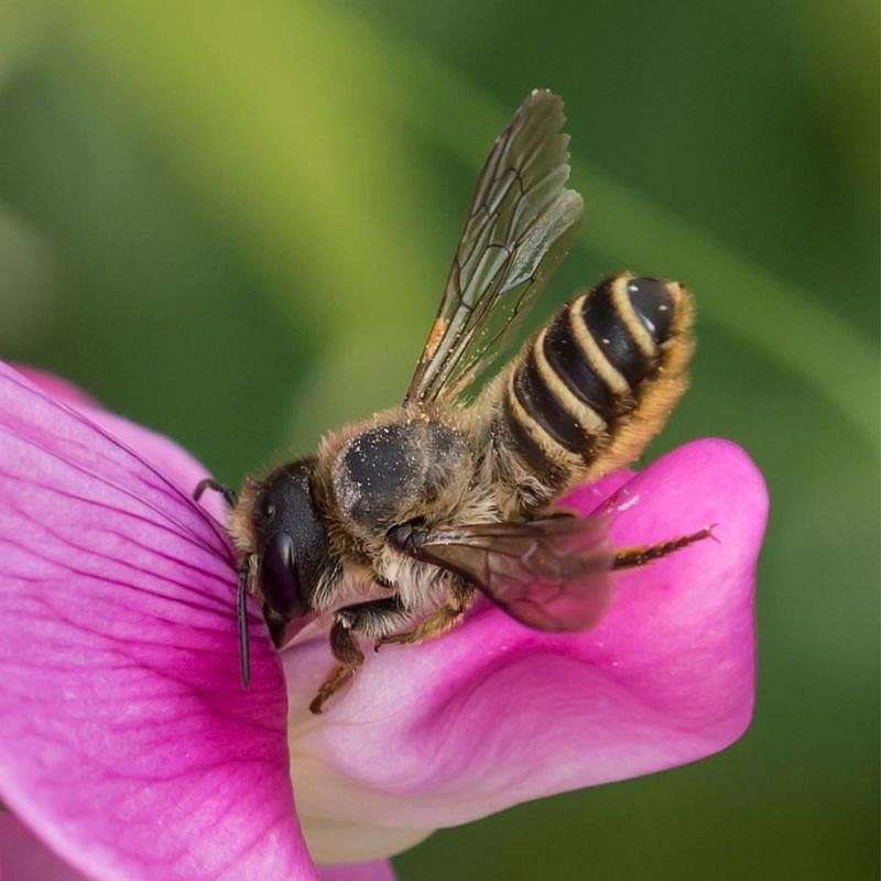 Heide-Blattschneiderbiene (Megachile ericetorum), (c) Ursula Goenner/NABU-naturgucker.de Heide-Blattschneiderbiene (Megachile ericetorum), (c) Ursula Goenner/NABU-naturgucker.de