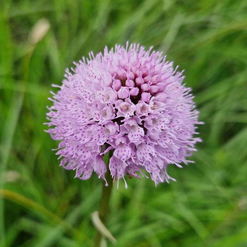 Kugelorchis (Traunsteinera globosa), (c) Vlado Trulík Kugelorchis (Traunsteinera globosa), (c) Vlado Trulík