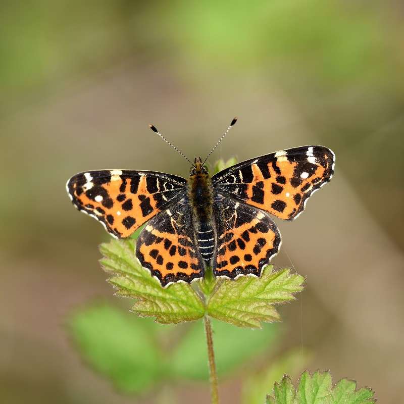 Landkärtchen (Araschnia levana), (c) Randolf Seitz/NABU-naturgucker.de Landkärtchen (Araschnia levana), (c) Randolf Seitz/NABU-naturgucker.de