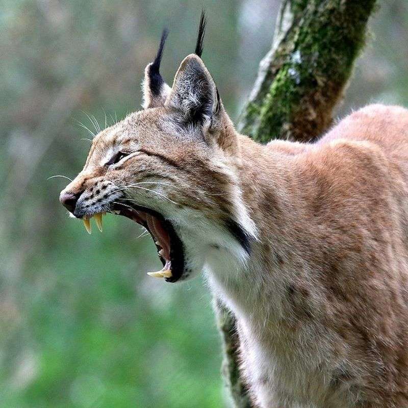 Luchs (Lynx lynx), (c) Wolfgang Daum/NABU-naturgucker.de Luchs (Lynx lynx), (c) Wolfgang Daum/NABU-naturgucker.de