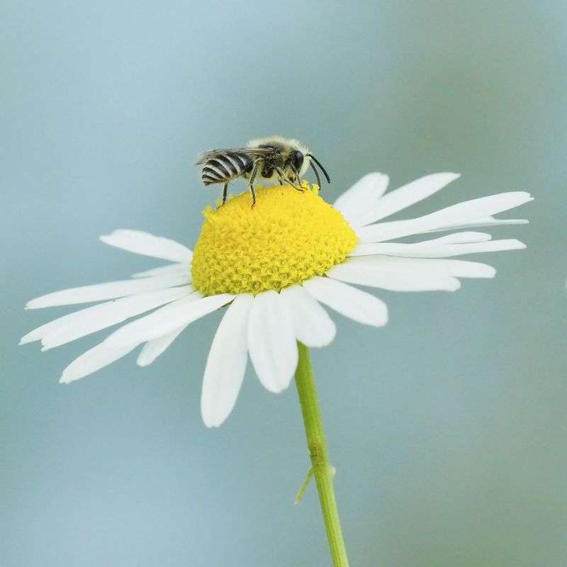 Rainfarn-Seidenbiene (Colletes similis), (c) Ronny Hartwich/NABU-naturgucker.de Rainfarn-Seidenbiene (Colletes similis), (c) Ronny Hartwich/NABU-naturgucker.de