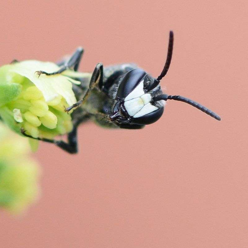 Reseden-Maskenbiene (Hylaeus signatus), (c) Stella Mielke/NABU-naturgucker.de Reseden-Maskenbiene (Hylaeus signatus), (c) Stella Mielke/NABU-naturgucker.de