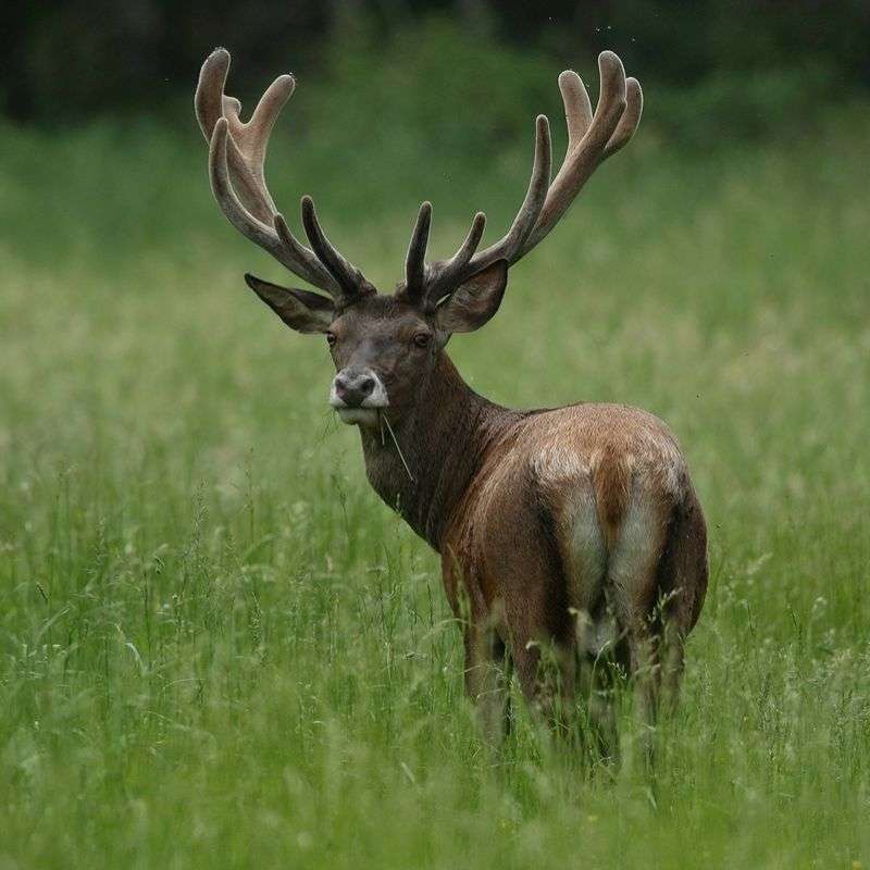 Rothirsch (Cervus elaphus), (c) Rainer Armbruster/NABU-naturgucker.de Rothirsch (Cervus elaphus), (c) Rainer Armbruster/NABU-naturgucker.de