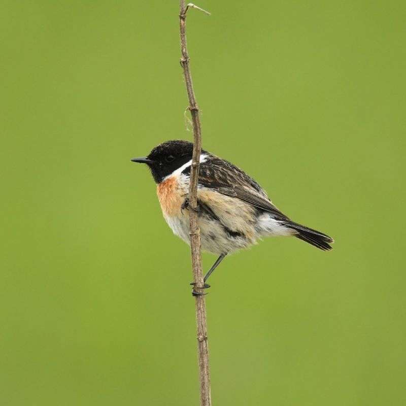 Schwarzkehlchen (Saxicola rubicola), (c) Christian Wiesmann/NABU-naturgucker.de Schwarzkehlchen (Saxicola rubicola), (c) Christian Wiesmann/NABU-naturgucker.de