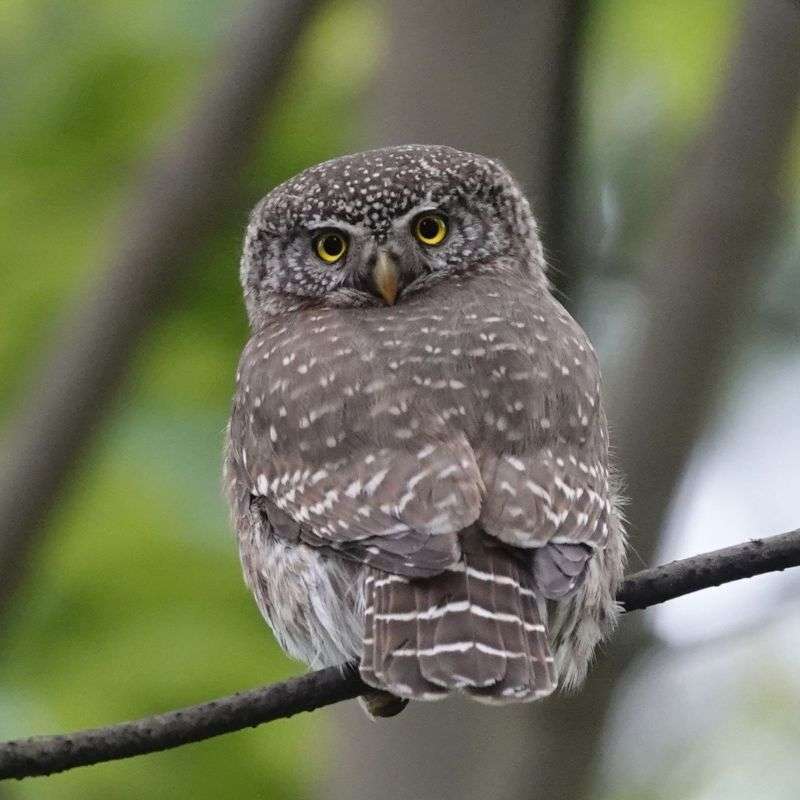 Sperlingskauz (Glaucidium passerinum), (c) Vlado Trulík Sperlingskauz (Glaucidium passerinum), (c) Vlado Trulík