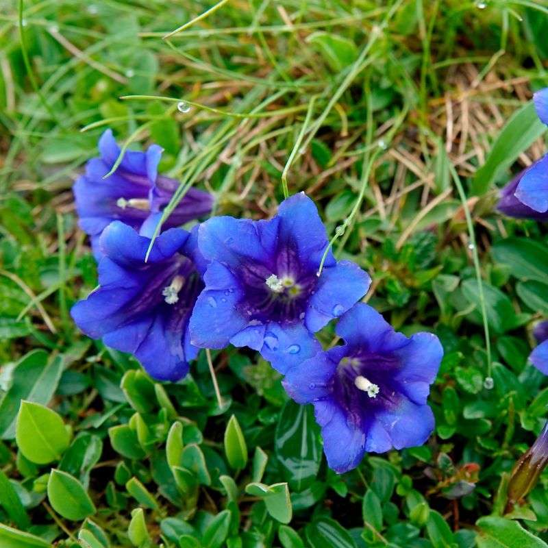 Stengelloser Kalk-Enzian (Gentiana clusii), (c) Vlado Trulík Stengelloser Kalk-Enzian (Gentiana clusii), (c) Vlado Trulík