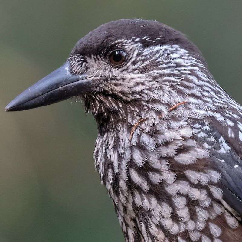 Tannenhäher (Nucifraga caryocatactes), (c) Raimund Knauf/NABU-naturgucker.de Tannenhäher (Nucifraga caryocatactes), (c) Raimund Knauf/NABU-naturgucker.de
