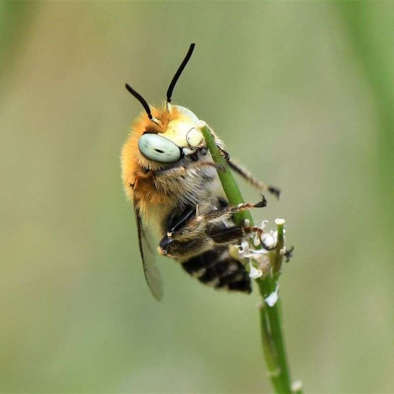 Vierfleck-Pelzbiene (Anthophora quadrimaculata), (c) Rolf Jantz/NABU-naturgucker.de Vierfleck-Pelzbiene (Anthophora quadrimaculata), (c) Rolf Jantz/NABU-naturgucker.de