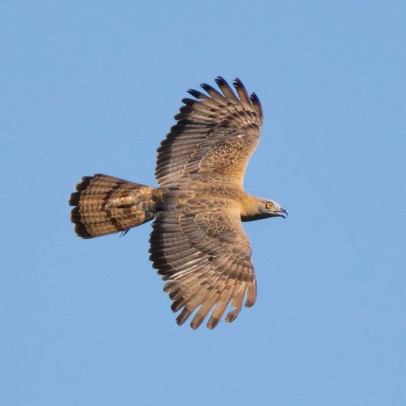 Wespenbussard (Pernis apivorus), (c) Heiko Schmidt/NABU-naturgucker.de Wespenbussard (Pernis apivorus), (c) Heiko Schmidt/NABU-naturgucker.de