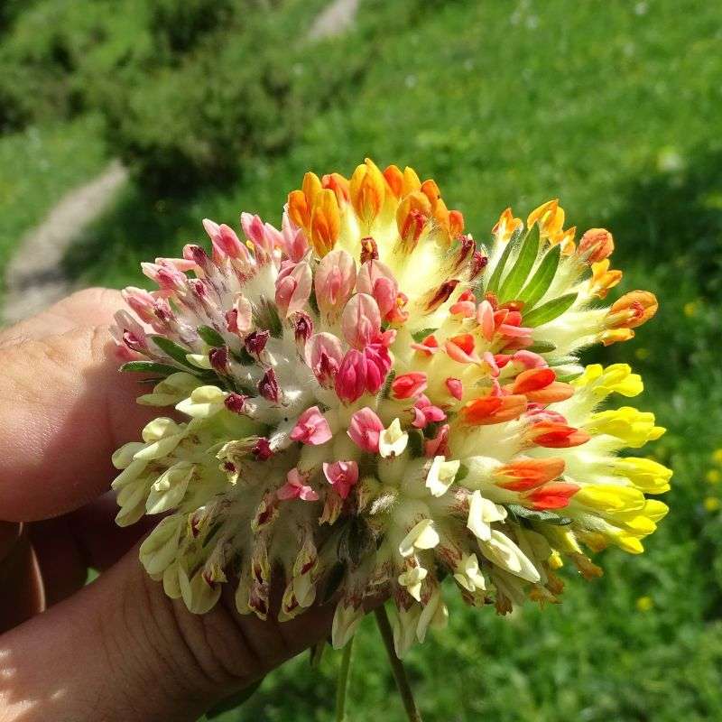 Wundklee (Anthyllis sp.), (c) Vlado Trulík Wundklee (Anthyllis sp.), (c) Vlado Trulík