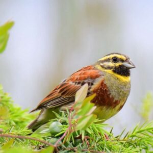 Zaunammer (Emberiza cirlus), (c) Andre Fischer/NABU-naturgucker.de Zaunammer (Emberiza cirlus), (c) Andre Fischer/NABU-naturgucker.de