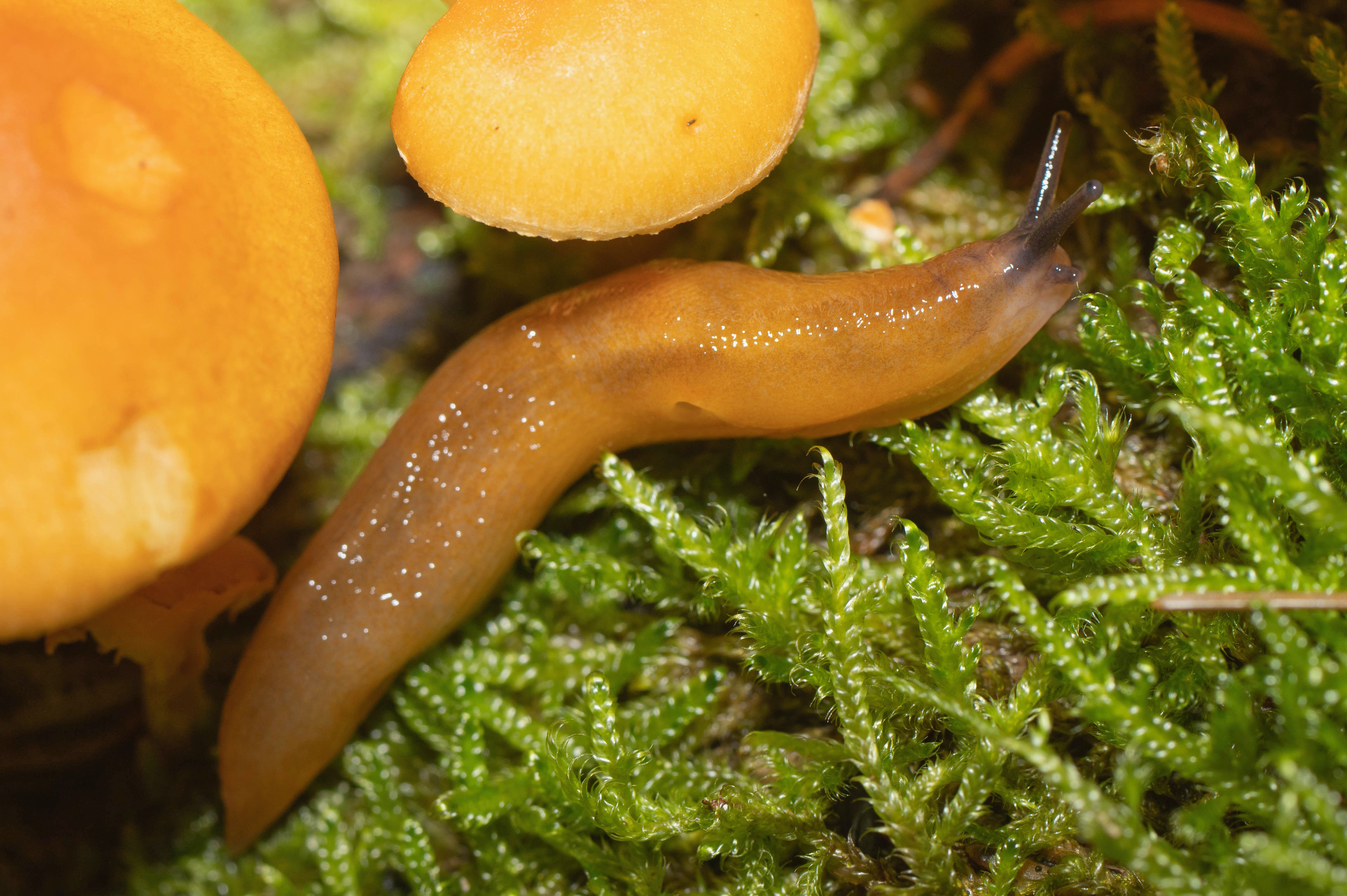 Pilzschnegel (Malacolimax tenellus), (c) Ulrich Sach/naturgucker.de